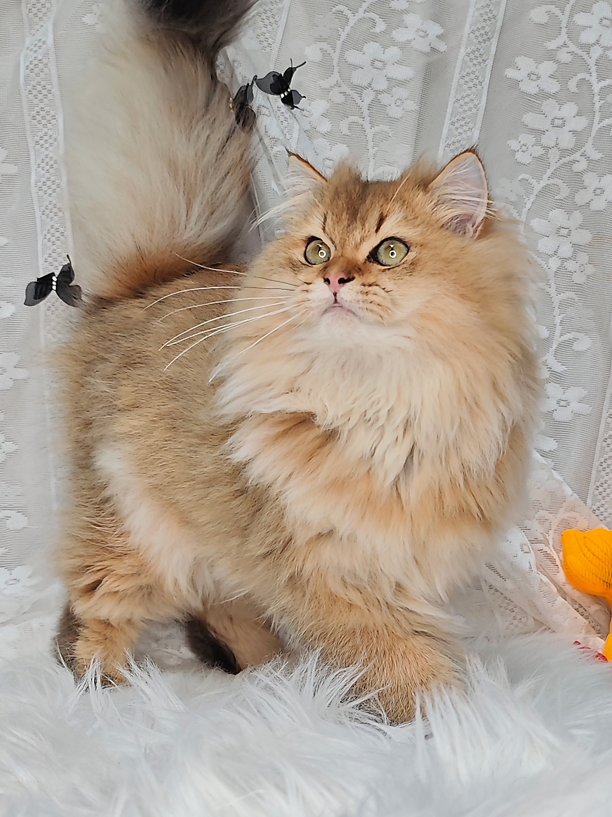 超级毛量王！成都长毛金弟弟